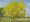 Golden shower tree