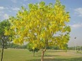Golden shower tree